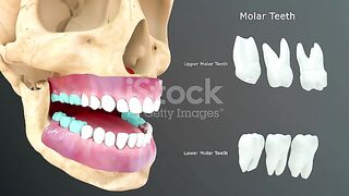 Molar teeth anatomy what every dentist and patient needs to know
