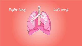 Lungs  Structure