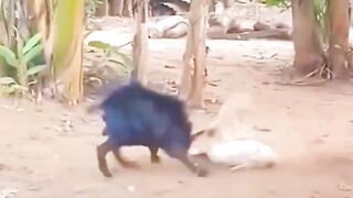Duck and goat funny fight