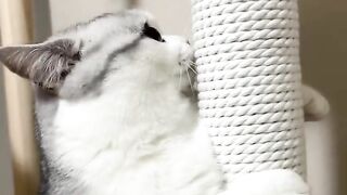 Cat Playing