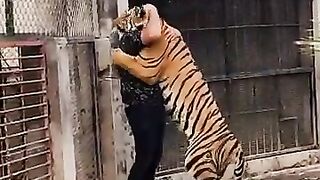 Tiger attack on human