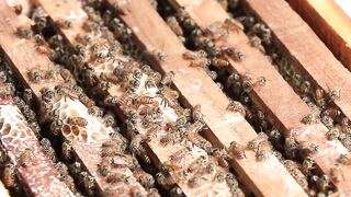 Honey bees how to collect honey