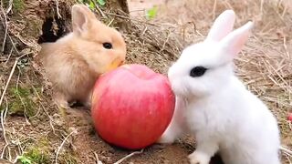 Beautiful robbiets eating strawberry ???? ????