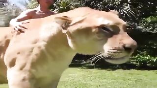 Biggest lion in world