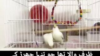 Super parrot ????????