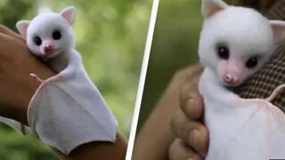 20 Cutest Baby Animals That Will Make You Go Aww!