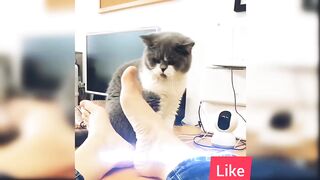 "Kitty Chaos: A Day in the Life of a Mischievous Cat"