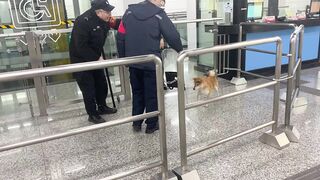 Funny Cute  dog vs police