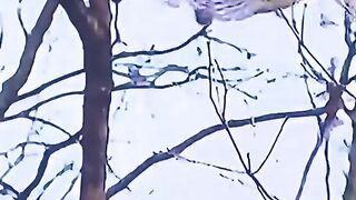 Eagle Attack ????????#febspot eagle