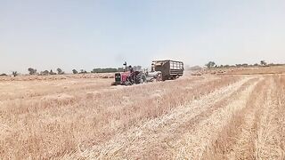 Straw_chopper_machine_MF_tractor_385_tractor_video_work_by_a_straw_chopper_machine
