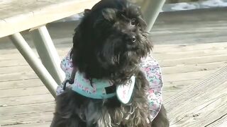 Dog barking beautiful dogs ????