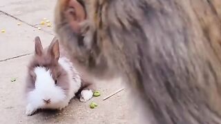 Funny Monkeys with the rabbit ????#febspot
