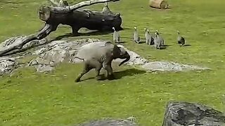 Cute baby elephant