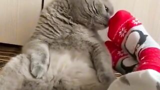 Funny cat vidéos