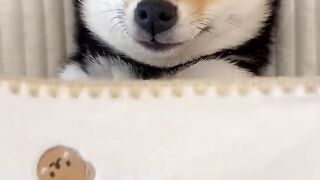 Taking care of a baby husky