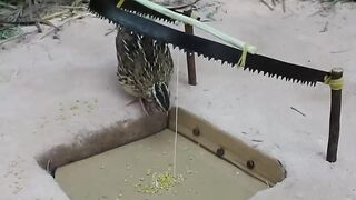 Primitive Technology : Easy Simple DIY Wild Chicken Trap Make From Wood Near The Mountain