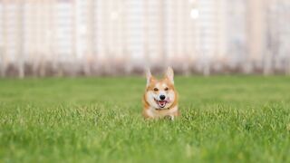 Corgi dog runs in the grass during leisure