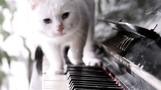 Cat video for