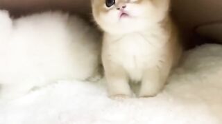 Cute-Kitty❤️