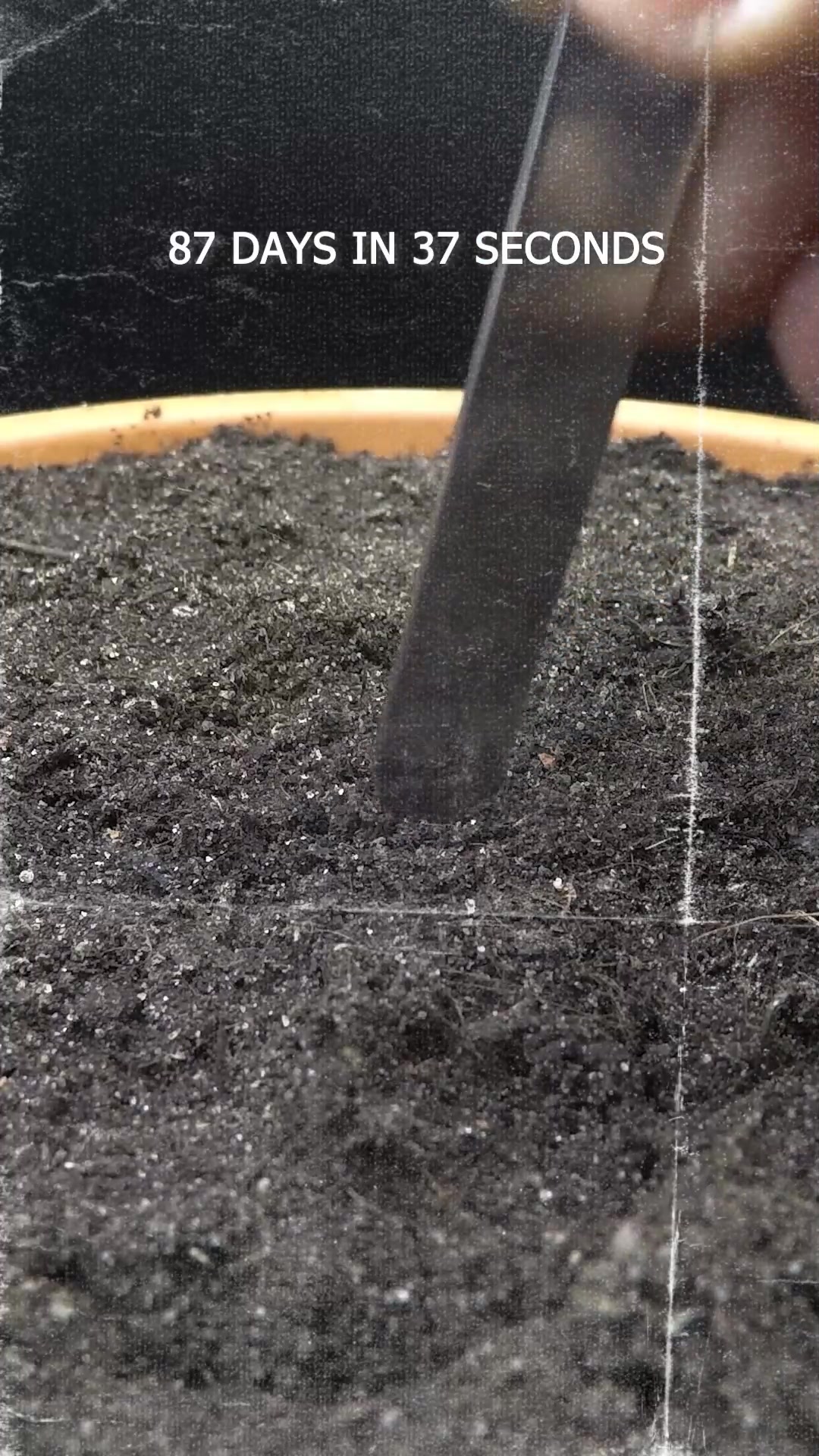 Growing Baby Eggplant Time Lapse Seed To Fruit In 87 Days by Nobin