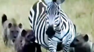 Zebra never give up
