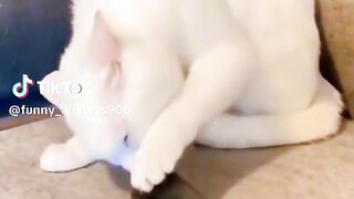 Funny animals