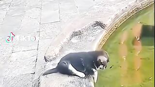 Funny animals