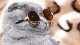 Cute Grey Cat.