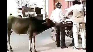 What doing male cow with his man