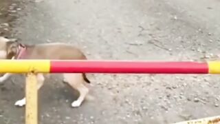 funny cat dog (18)