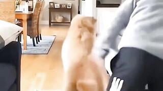 funny cat dog animals (20)