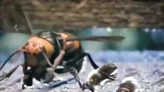 The hornet that kills the honey bee is attacked by other honey bees