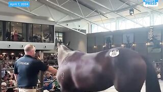 A $10M horse