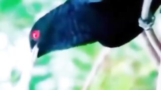 বসন্তের কোকিলের ডাক