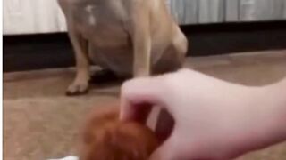 THE FUNNY DOG SHOW