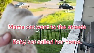 Funny cats video #short