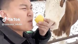 Funny cow