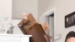 Funny cat
