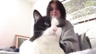Anyone will want to have this cute cat at home