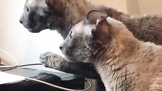 lolzz jump and get it funny cat