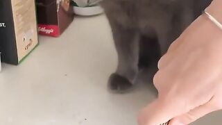 Funny cat wonders why the air is so spicy
