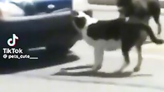 Funniest animals reactions