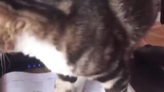 lolzz i like it here funny cat