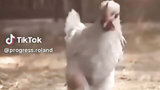 Skilled chicken footballer