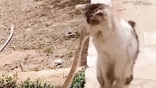 Cat vs snake#funny video