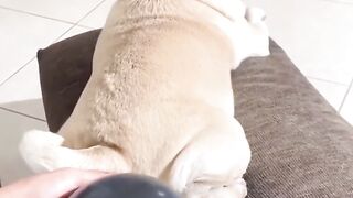 Funny dog