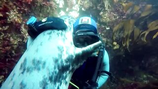 Sea lions clinging to each other