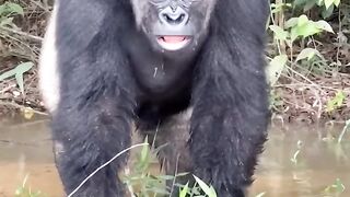 Big Monkey ????????#febspot #wildanimals