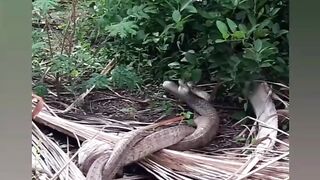 Very nice funny video