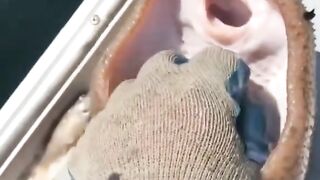 Animal funny video